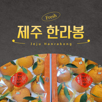 과즙가득 제주 한라봉 감귤 가정용 선물세트용 3kg, 5kg, 10kg