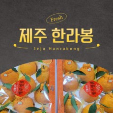 과즙가득 제주 한라봉 감귤 가정용 선물세트용 3kg, 5kg, 10kg